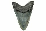 Fossil Megalodon Tooth - South Carolina #321828-1